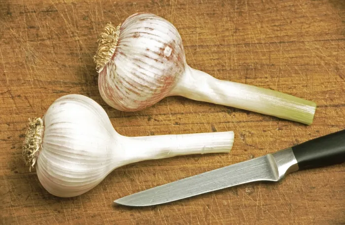 Gerahmter Druck : Frischer Knoblauch Gerahmter Druck : Frischer Knoblauch