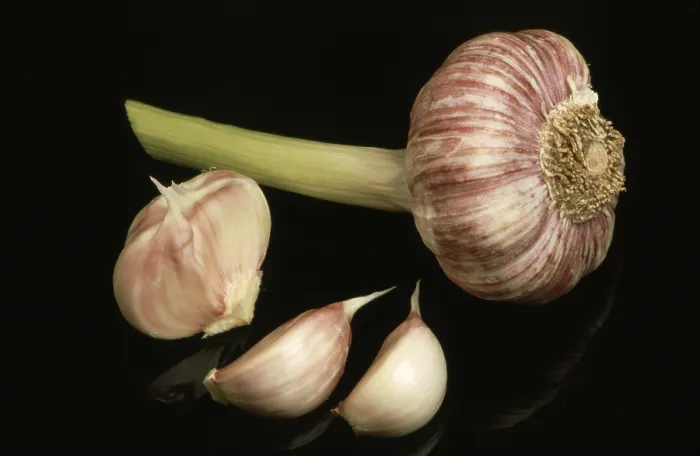 Gerahmter Druck : Frischer Knoblauch Gerahmter Druck : Frischer Knoblauch