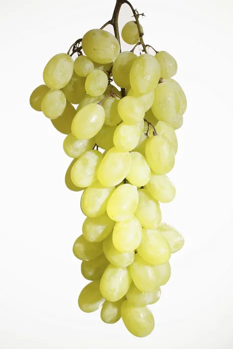 Gerahmter Druck : Frische Trauben. Gerahmter Druck : Frische Trauben.