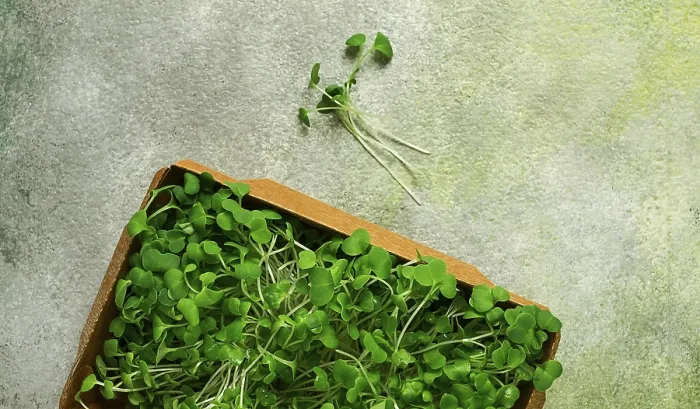 Gerahmter Druck : Frische Mikrogreente, in einem Papierbehälter. Gerahmter Druck : Frische Mikrogreente, in einem Papierbehälter.