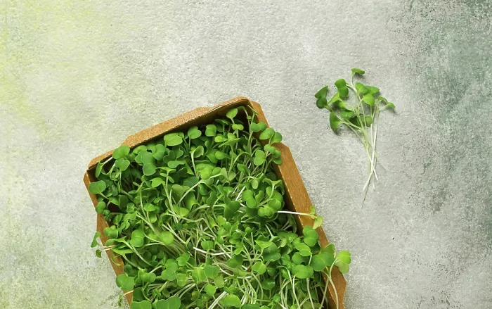 Gerahmter Druck : Frische Mikrogreens, in einem Papierbehälter. Gerahmter Druck : Frische Mikrogreens, in einem Papierbehälter.