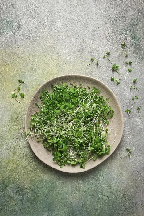 Gerahmter Druck : Frische Mikrogreens auf einem Teller. Gerahmter Druck : Frische Mikrogreens auf einem Teller.