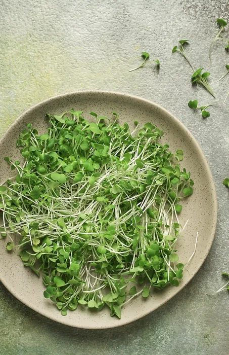 Gerahmter Druck : Frische Mikrogreens auf einem Teller. Gerahmter Druck : Frische Mikrogreens auf einem Teller.