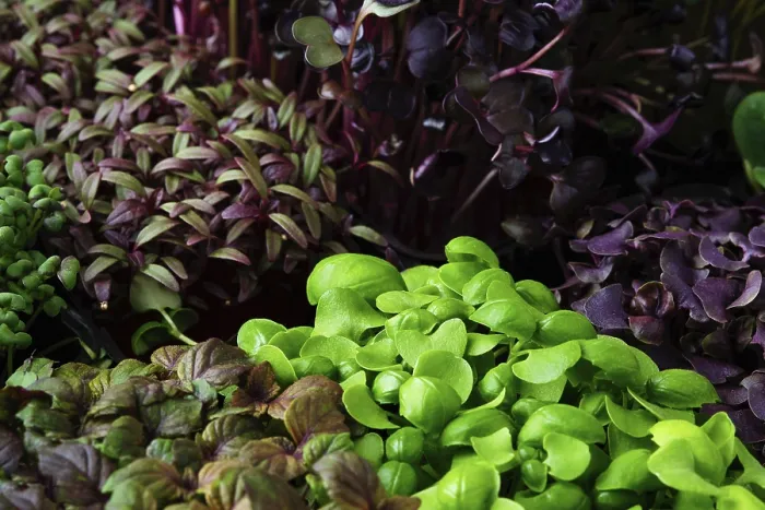 Gerahmter Druck : Frische Mikrogreens in Plastikbasket. Gerahmter Druck : Frische Mikrogreens in Plastikbasket.