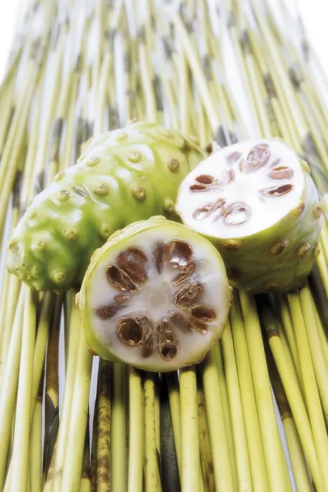 Gerahmter Druck : Frische Noni-Frucht Gerahmter Druck : Frische Noni-Frucht