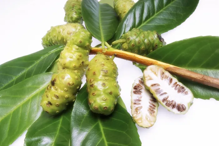 Gerahmter Druck : Frisches Noni-Frucht. Gerahmter Druck : Frisches Noni-Frucht.
