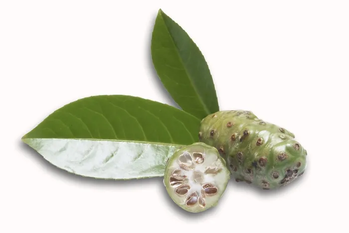 Gerahmter Druck : Frische Noni Frucht Gerahmter Druck : Frische Noni Frucht