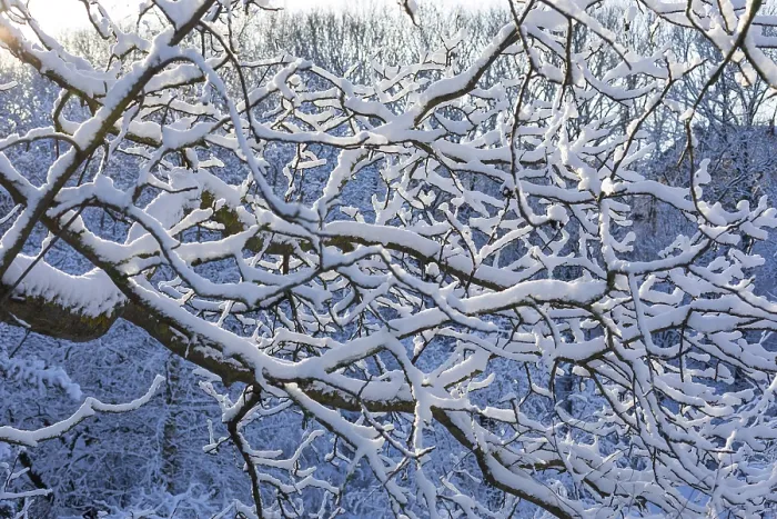 Gerahmter Druck : Frische Schneedecke auf den Ästen eines Baumes. Gerahmter Druck : Frische Schneedecke auf den Ästen eines Baumes.