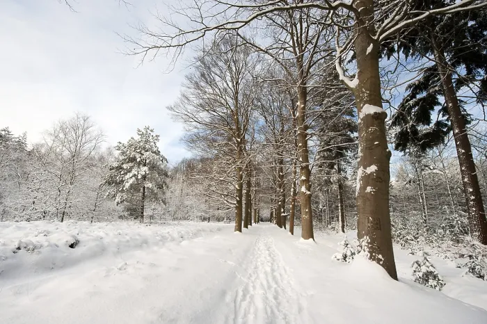 Gerahmter Druck : Neuer Schnee ist im Wald gefallen. Gerahmter Druck : Neuer Schnee ist im Wald gefallen.