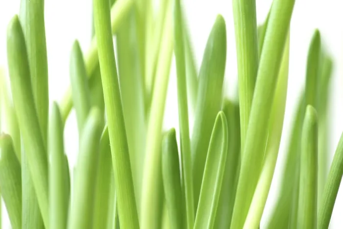 Gerahmter Druck : Frische Frühlingspflanzen. Gerahmter Druck : Frische Frühlingspflanzen.