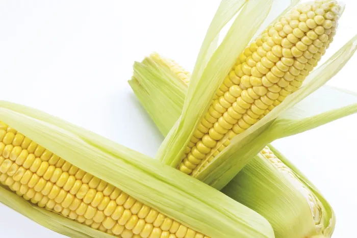 Gerahmter Druck : Frische Maiskolben