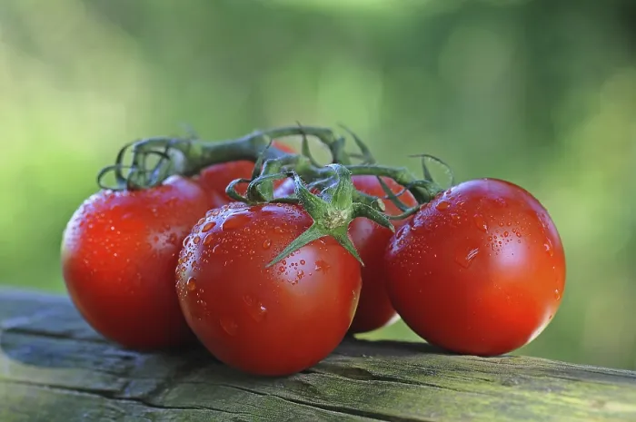 Gerahmter Druck : Frische Weinstock-Tomaten. Gerahmter Druck : Frische Weinstock-Tomaten.