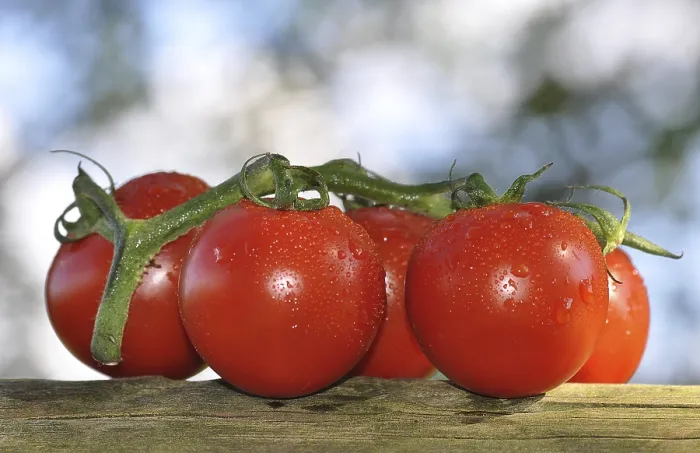 Gerahmter Druck : Frische Weinstock-Tomaten. Gerahmter Druck : Frische Weinstock-Tomaten.