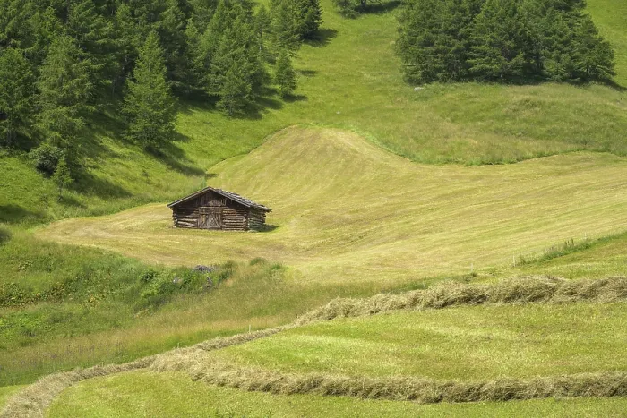 Gerahmter Druck : Frisch gemähtes Gras und Heuhaufen. Gerahmter Druck : Frisch gemähtes Gras und Heuhaufen.