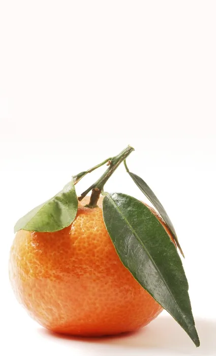 Gerahmter Druck : Frisch gepflückter Mandarine Gerahmter Druck : Frisch gepflückter Mandarine