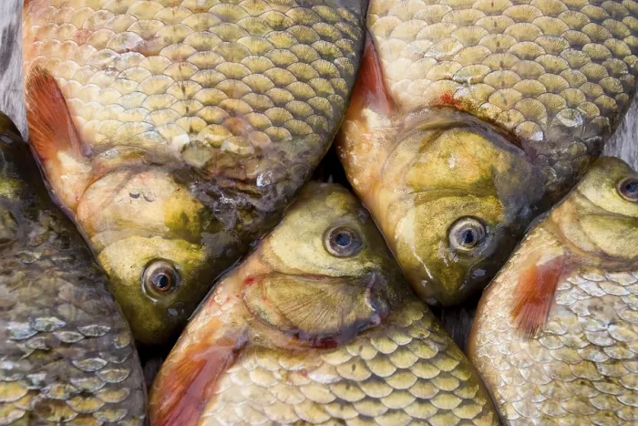 Gerahmter Druck : Frischwasserfische Gerahmter Druck : Frischwasserfische