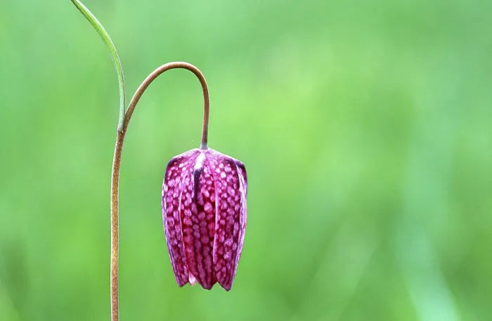 Gerahmter Druck : Fritillary Gerahmter Druck : Fritillary