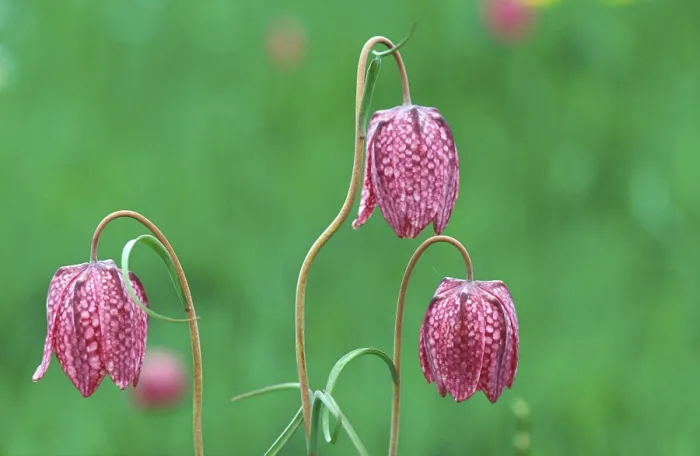 Gerahmter Druck : Fritillary Gerahmter Druck : Fritillary