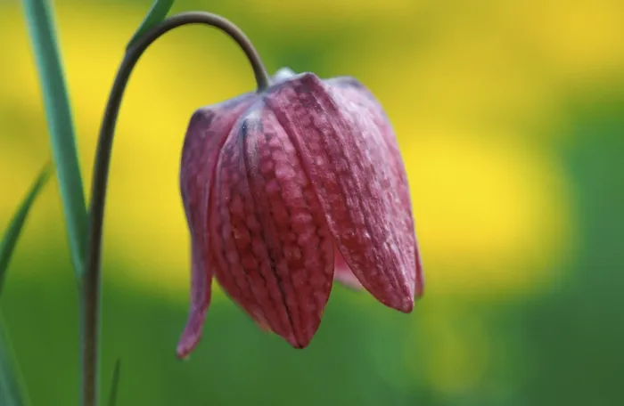 Gerahmter Druck : Fritillary Gerahmter Druck : Fritillary