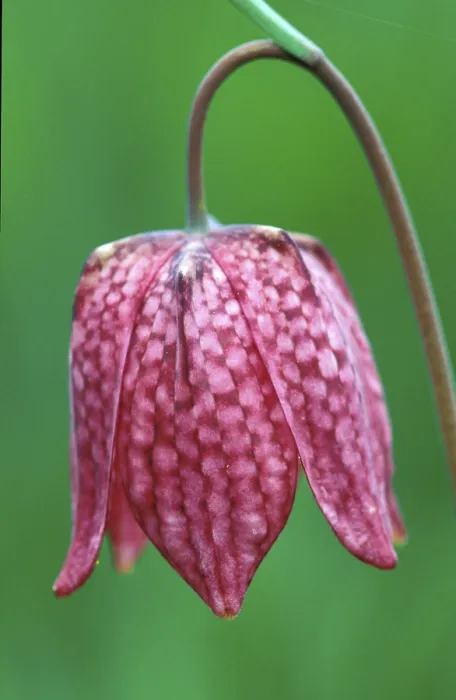 Gerahmter Druck : Fritillary Gerahmter Druck : Fritillary
