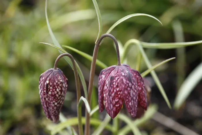 Gerahmter Druck : Fritillar, gefleckte Narzisse Gerahmter Druck : Fritillar, gefleckte Narzisse