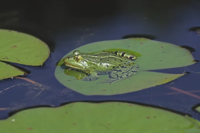 Gerahmter Druck : Frosch auf Schilfblatt Gerahmter Druck : Frosch auf Schilfblatt
