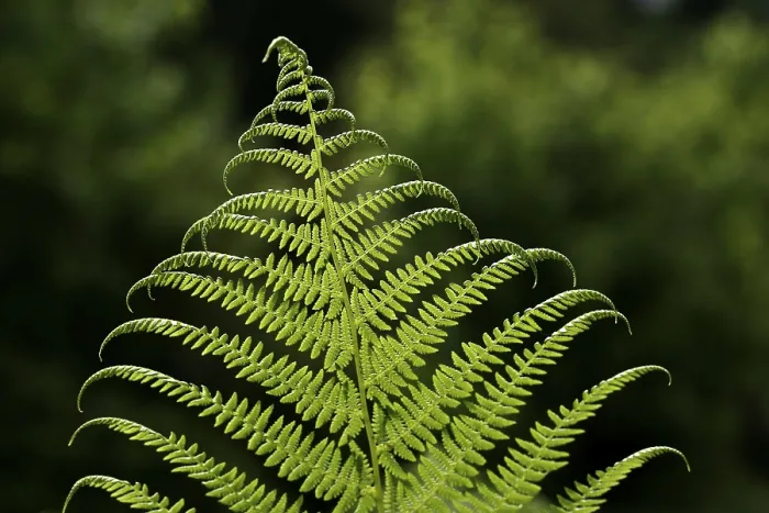 Gerahmter Druck : Frond Gerahmter Druck : Frond