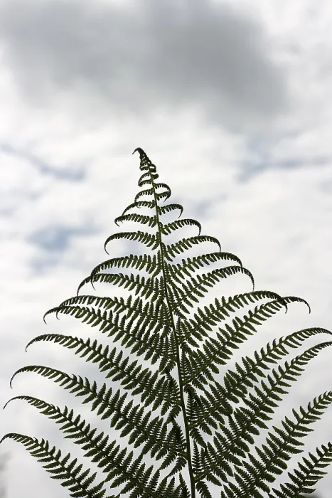 Gerahmter Druck : Frond