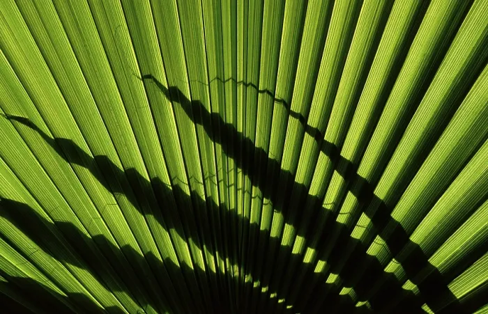 Gerahmter Druck : Blätter einer Palme Gerahmter Druck : Blätter einer Palme