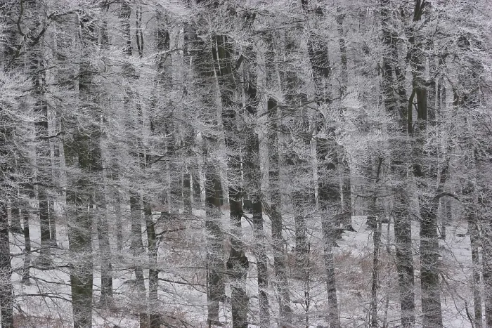 Gerahmter Druck : Eisiger Wald Gerahmter Druck : Eisiger Wald