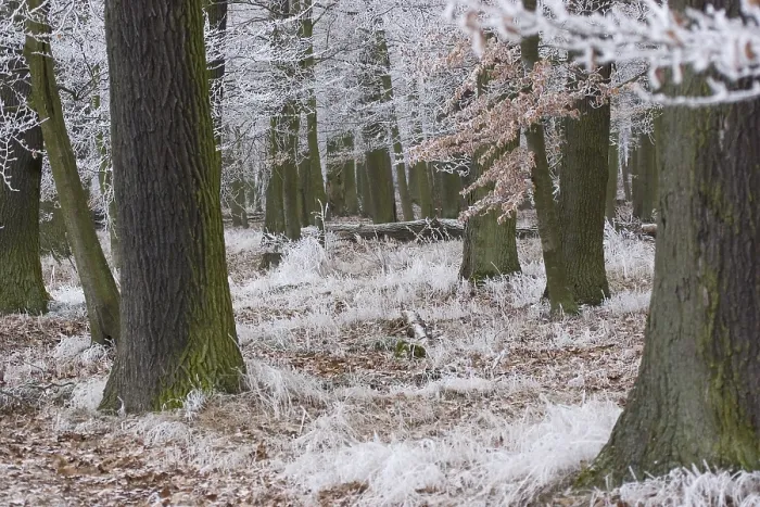 Gerahmter Druck : Eisiger Wald Gerahmter Druck : Eisiger Wald