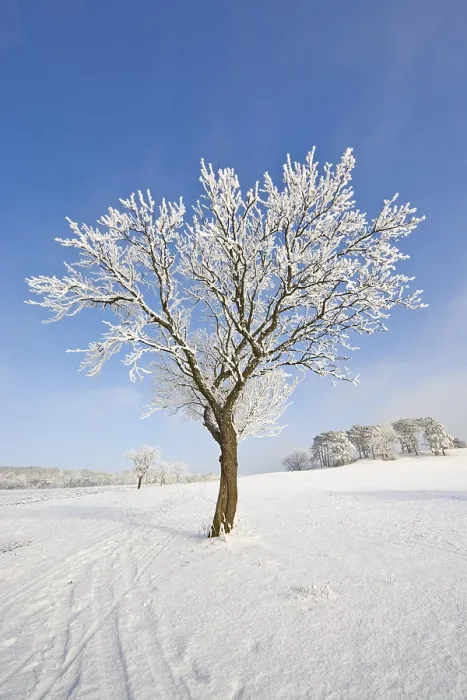 Gerahmter Druck : Eisbedeckter Obstbaum, Schwarzensee. Gerahmter Druck : Eisbedeckter Obstbaum, Schwarzensee.