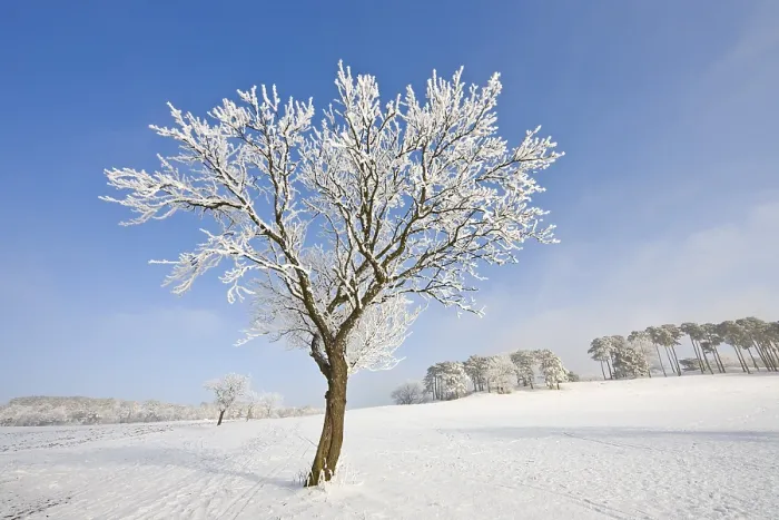 Gerahmter Druck : Eisbedeckter Obstbaum, Schwarzensee. Gerahmter Druck : Eisbedeckter Obstbaum, Schwarzensee.