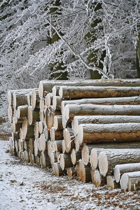 Gerahmter Druck : Eisbedeckte Holzscheite stapeln sich entlang eines Waldweges. Gerahmter Druck : Eisbedeckte Holzscheite stapeln sich entlang eines Waldweges.