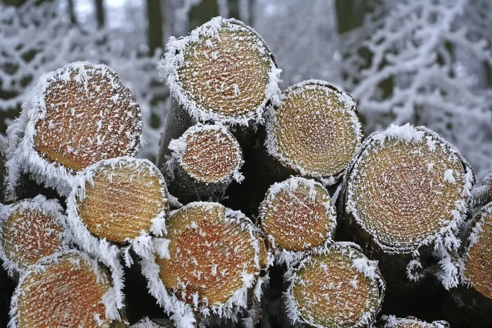 Gerahmter Druck : Eisbedeckte Holzscheite stapeln sich entlang eines Waldweges. Gerahmter Druck : Eisbedeckte Holzscheite stapeln sich entlang eines Waldweges.