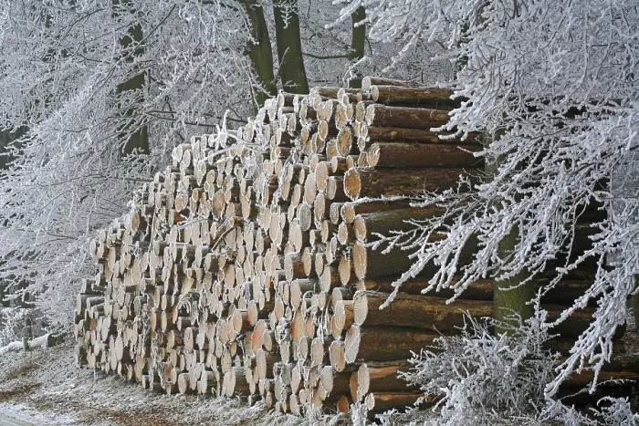Gerahmter Druck : Eisbedeckte Holzscheite stapeln sich entlang eines Waldweges. Gerahmter Druck : Eisbedeckte Holzscheite stapeln sich entlang eines Waldweges.