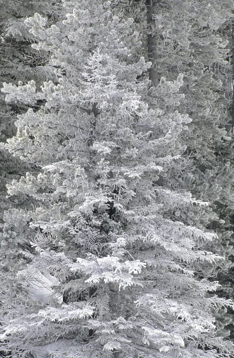 Gerahmter Druck : Eisbedeckter Baum. Gerahmter Druck : Eisbedeckter Baum.