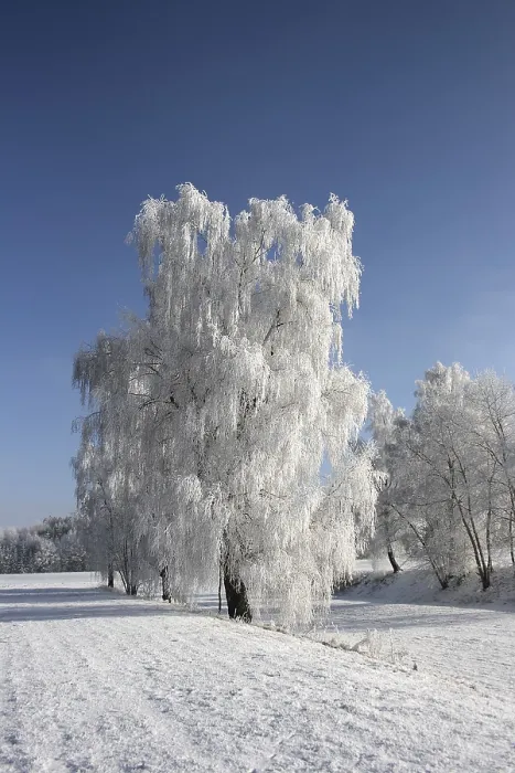 Gerahmter Druck : Eisbedeckte Bäume. Gerahmter Druck : Eisbedeckte Bäume.