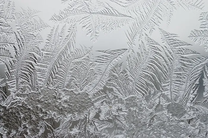 Gerahmter Druck : Frostblumen am Fenster. Gerahmter Druck : Frostblumen am Fenster.