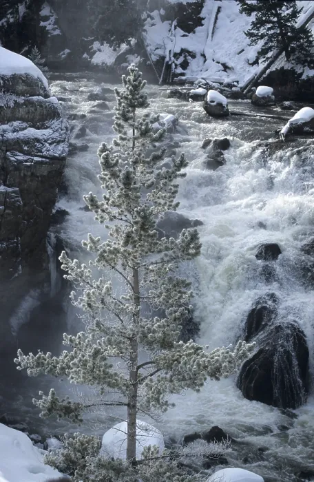 Gerahmter Druck : Frost hat den Baum vor dem Wasserfall gefroren. Gerahmter Druck : Frost hat den Baum vor dem Wasserfall gefroren.