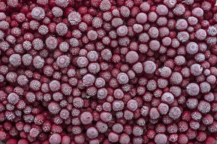 Gerahmter Druck : Erfrorene Johannisbeeren (Ribes), Deutschland. Gerahmter Druck : Erfrorene Johannisbeeren (Ribes), Deutschland.