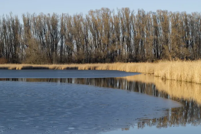 Gerahmter Druck : Eisiger See, Riedgras und Bäume, Thüringen, Deutschland. Gerahmter Druck : Eisiger See, Riedgras und Bäume, Thüringen, Deutschland.
