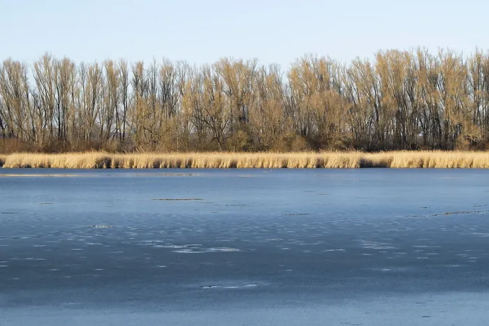Gerahmter Druck : Eisiger Teich mit Ried und Bäumen, Thüringen, Deutschland Gerahmter Druck : Eisiger Teich mit Ried und Bäumen, Thüringen, Deutschland