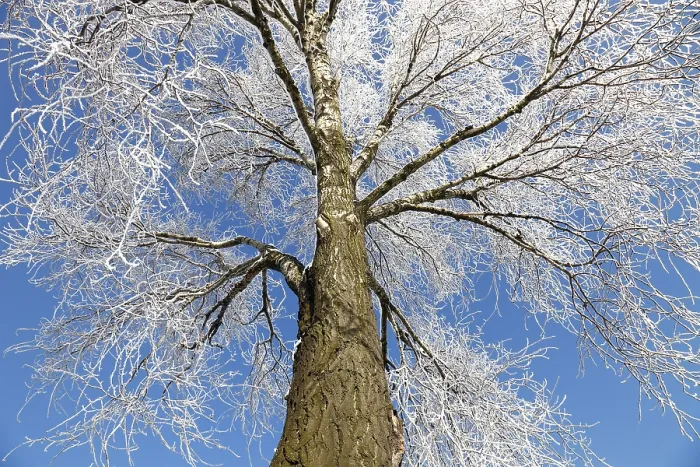 Gerahmter Druck : Eisgefrorener Baum Gerahmter Druck : Eisgefrorener Baum