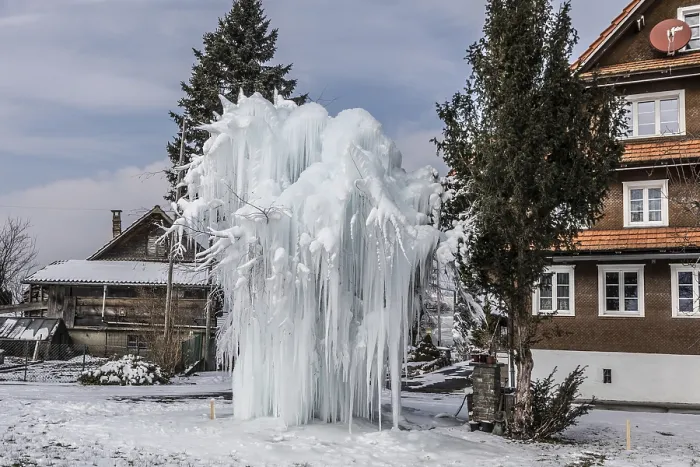 Gerahmter Druck : Eisiger Baum mit langen Eiszapfen, Malters. Gerahmter Druck : Eisiger Baum mit langen Eiszapfen, Malters.