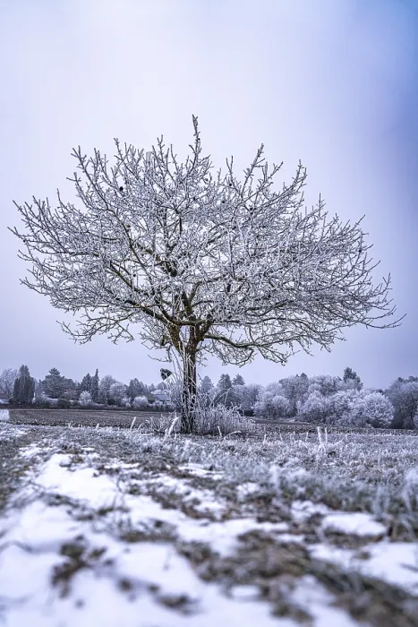 Gerahmter Druck : Gefrorener Baum im Winterlandschaft. Gerahmter Druck : Gefrorener Baum im Winterlandschaft.