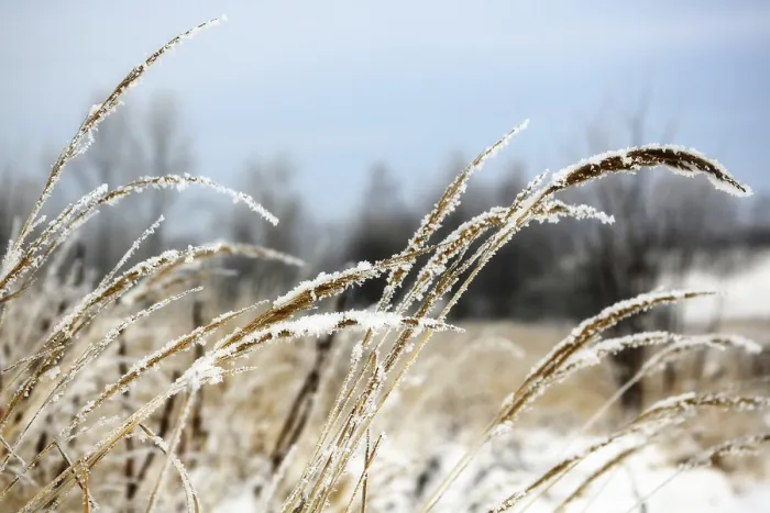 Gerahmter Druck : Eisiger Wildgras. Gerahmter Druck : Eisiger Wildgras.
