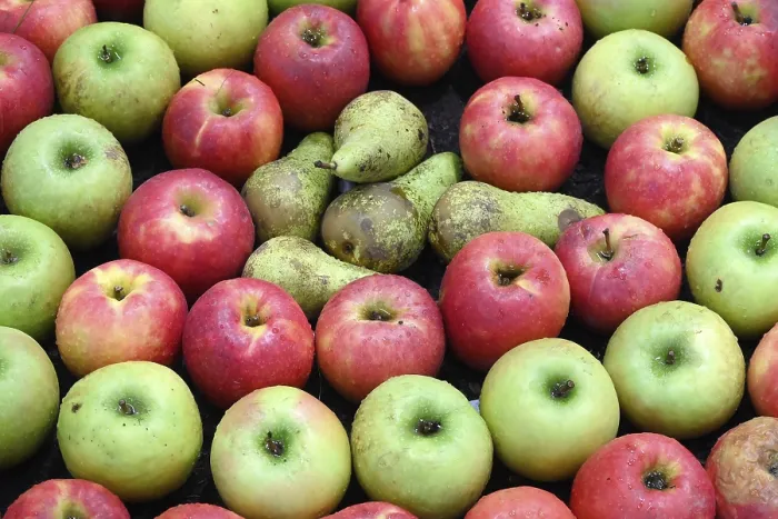 Gerahmter Druck : Obst Äpfel Birnen Gerahmter Druck : Obst Äpfel Birnen