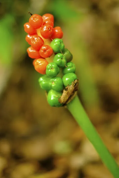 Gerahmter Druck : Früchtekluster des Arums in einem Waldgebiet. Gerahmter Druck : Früchtekluster des Arums in einem Waldgebiet.