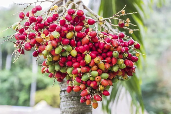 Gerahmter Druck : Frucht der Dattelpalme (Phoenix dactylifera) Gerahmter Druck : Frucht der Dattelpalme (Phoenix dactylifera)